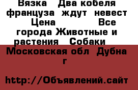  Вязка ! Два кобеля француза ,ждут  невест.. › Цена ­ 11 000 - Все города Животные и растения » Собаки   . Московская обл.,Дубна г.